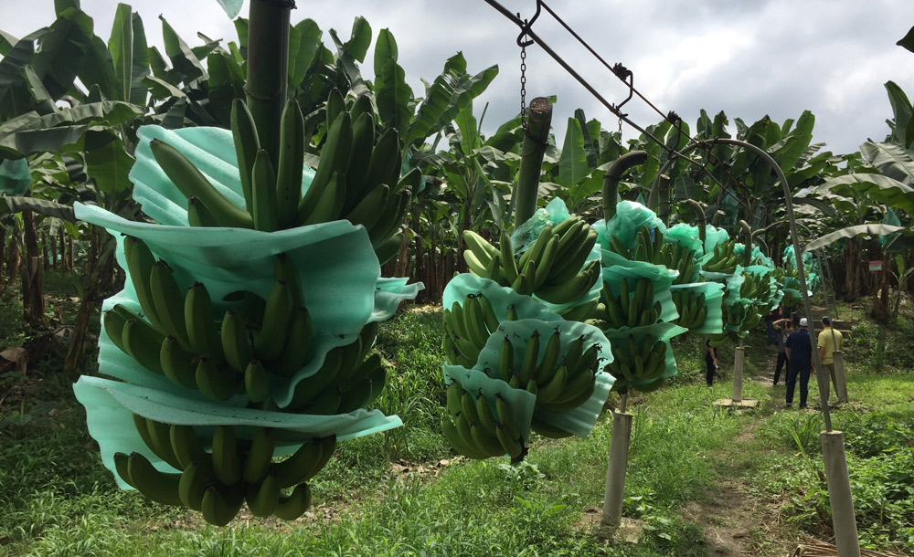 fair trade Bananas being moved for processing on Don Hugo's Small Scale Farm in Ecuador