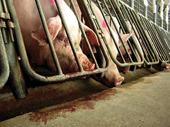 CAFO - Animal Cruelty