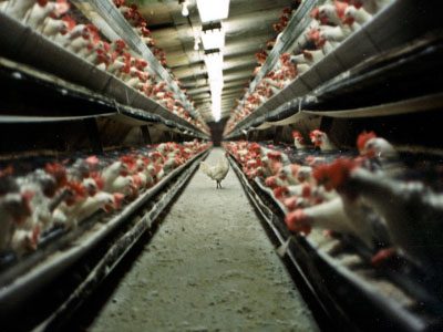 farming of chickens - thousands of chickens are crammed into cages – FarmSanctuary.org