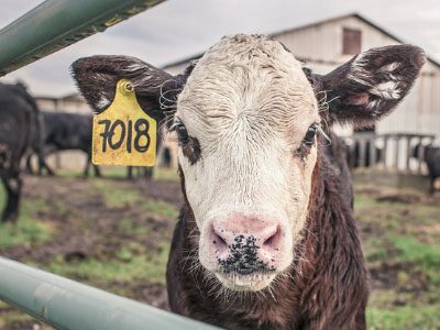 Picture of a calf with tagged ear – Factory Farming and Cheap Meat