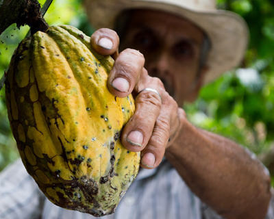 Cocoa farmer in Colombia