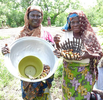 Collecting Shea