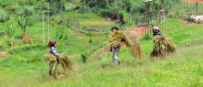 Coop Coffees, women work in the fields.