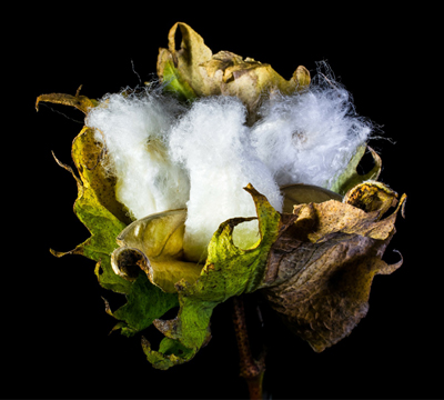 Cotton Capsule