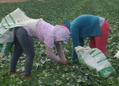 Melon Farmers in Honduras