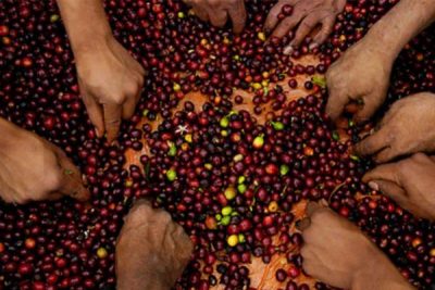 Sorting Coffee Cherries - USAID