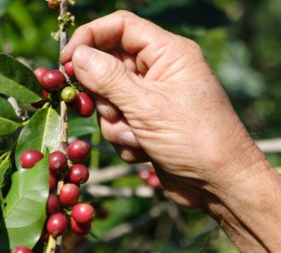 Picking Coffee Beans - Dallas Habitat Photos