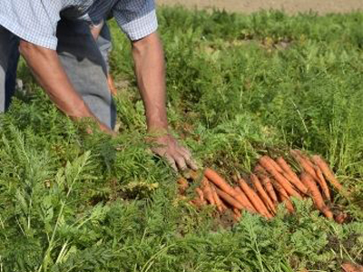 Pandemic Relief - Farmer harvesting carrots