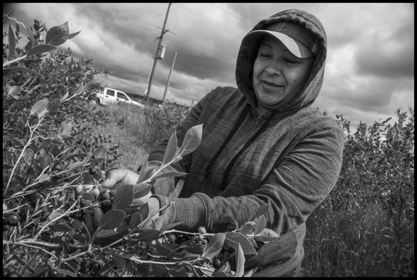 Picking blueberries: Copyright David Bacon