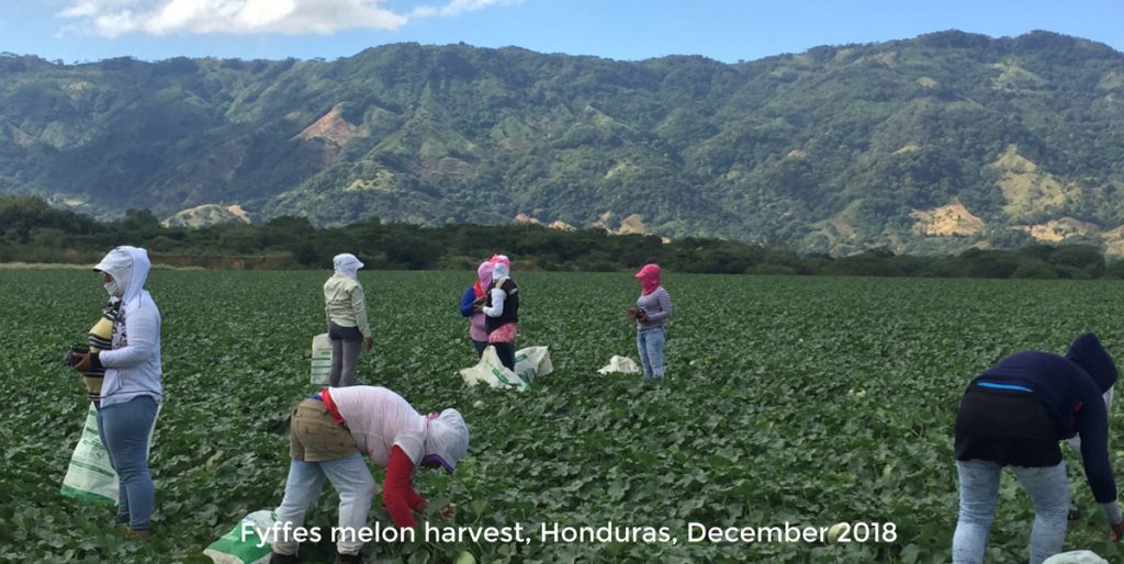 Melon Farmers in Honduras - Fyffes Plantation in December