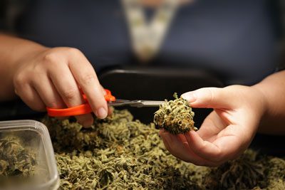 trimming cannabis