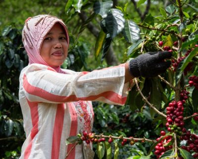 woman harvests coffee beans