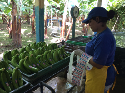 Packing bananas at AsoGuabo co-op, Ecuador