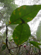 Coffee Leaf Rust (La Roya) caused by high rainfall and reduced sunlight is devistating to coffee plants.