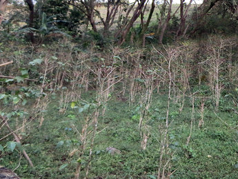 A plantation devastated by La Roya, or coffee leaf rust.