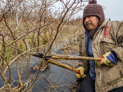 Pruning Blueberry plants, a photo of Modesto Hernandez, Tierra y Libertad Coop, taken by David Bacon