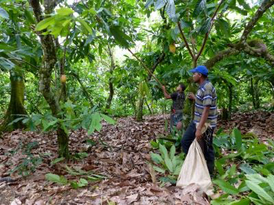 Cocoa Farmers pick cocoa pods