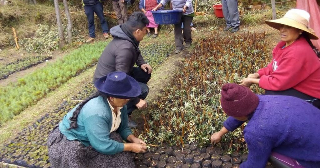 Norandino Replanting Coffee