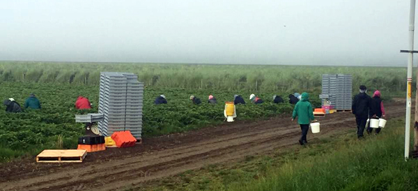 berry picking in fields - Photo Credit: Familias Unidas