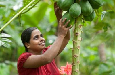 Picking Papaya