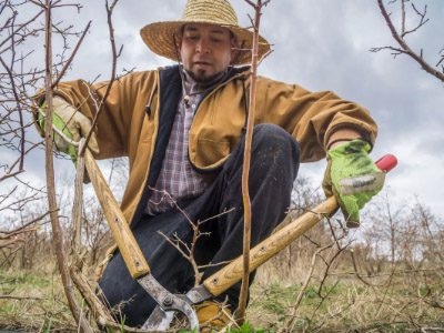 Pruning Blueberry plants, Ramon Torres in a photo taken by David Bacon