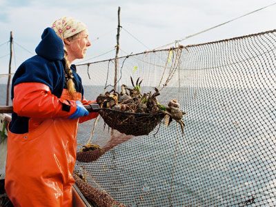 Picture of woman catching crab – Northwest Atlantic Marine Alliance – Real Meals Issue 18