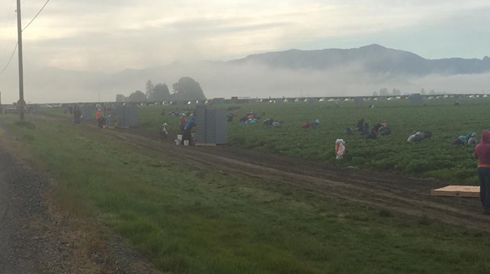 Workers picking berries at Sakuma Farm - Photo Credit: Familias Unidas