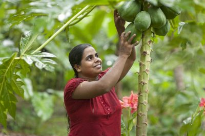 Woman picks Papaya - Serendipol - Dr Bronner