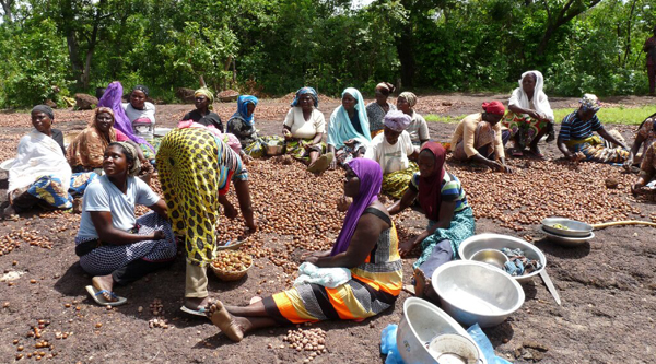 Processing the harvest of Shea Nuts