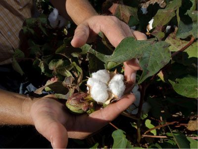 Cotton boll maturing on Bobby Byrd's cotton plant in Hale County near Plainview, Texas.